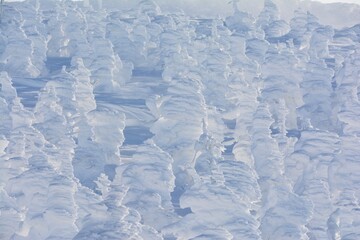 蔵王山の樹氷群