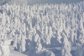 蔵王山の樹氷群