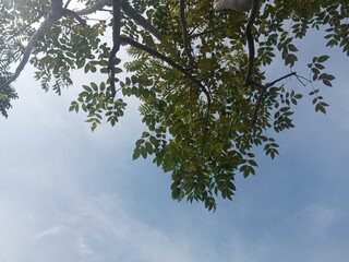 The beautiful and cool village atmosphere with a very charming view of the clouds plus shady and calm trees make the atmosphere even more calm and cool. 