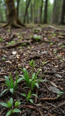 Lush green grass seedling sprouting amidst ancient primeval forest floor, vibrant, background, lush