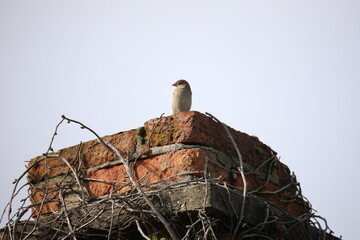 A house sparrow sits on an old brick chimney in a sunny autumn day