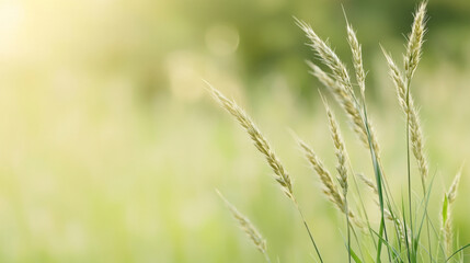 Fototapeta premium Gentle sunlight illuminates tall grass swaying in serene field, creating peaceful and calming atmosphere. soft focus enhances natural beauty of scene