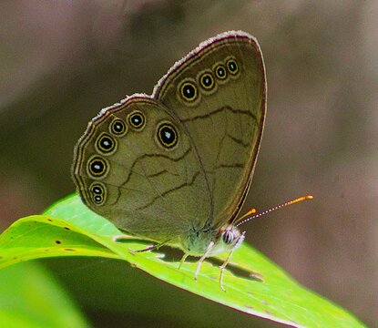 A butterfly with intricate eye-like patterns on its wings perches delicately on a bright green leaf. Sunlight enhances the details on its wings, creating a vivid contrast with the blurred background