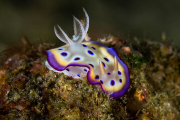 Kunie's Chromodoris encounter in Anilao