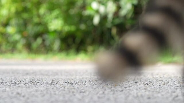 Pair of raccoons walking on the asphalt road in the park, with green vegetation in the background