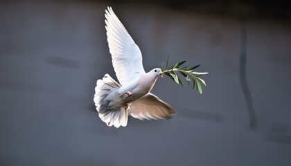 Obraz premium White dove with an olive branch, symbolizing peace