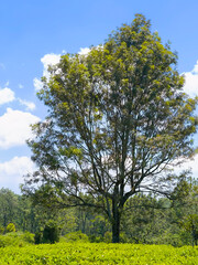 Obraz premium trees in the field