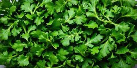 Obraz premium Fresh arugula leaves arranged in a vibrant green top view, cuisine