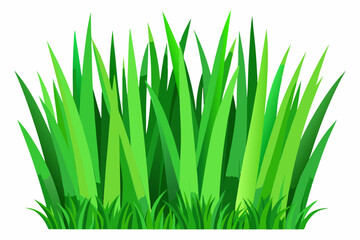 Green grass isolated on white background 