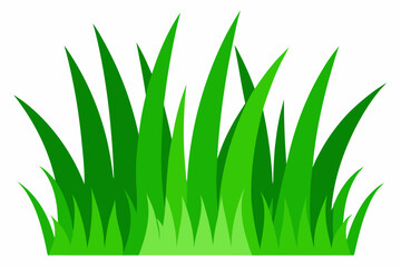 Green grass isolated on white background 