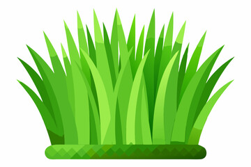 Green grass isolated on white background 