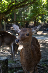 Close-up of a deer in Nara Park