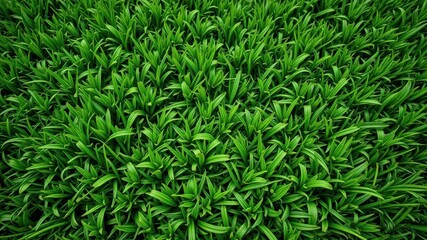 Obraz premium Lush, manicured green grass with intricate patterns, grounds