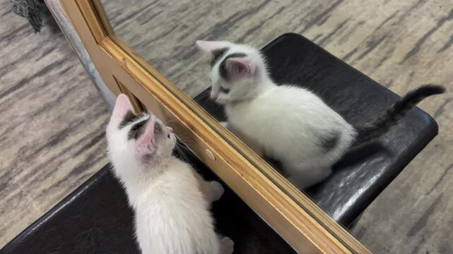 Cute white kitten plays funny with his reflection in the mirror Concept of happy adorable cat pets