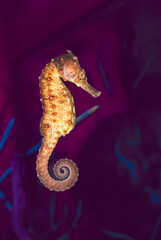 Animal Series : Spotted seahorse floating in seawater