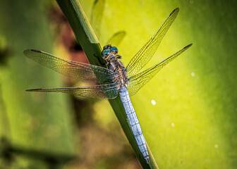 dragonfly on a leaf
