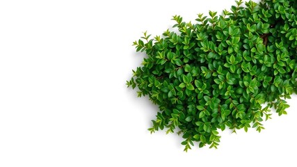 Obraz premium Vibrant green shrub with small leaves isolated on white background, growth, foliage, small leaves