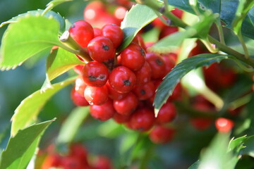 rote früchte des ilex