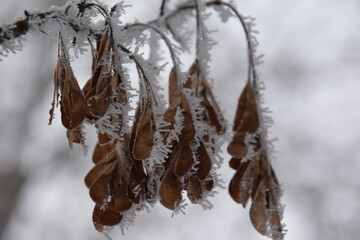früchte des ahorn mit eiskristallen