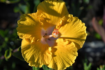 gelbe hibiskusblüte