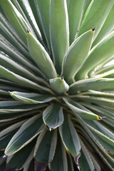 agave angustifolia
