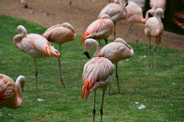 chileflamingos