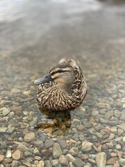 Pacific black duck swimming on the lake 