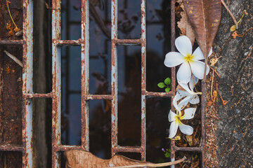 close-up view of a rusted metal grate over a drain.On the right side of the grate,there are several white flowers with yellow centers,likely fallen from a nearby tree,along with a few dried leaves.