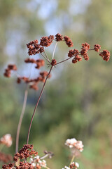 Close Upclose Photo Of California Native Plants And Weeds