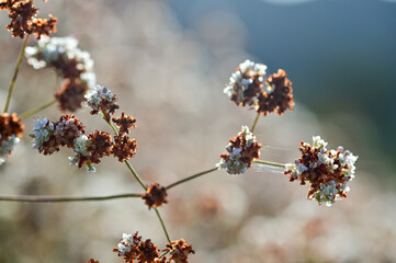 Close Upclose Photo Of California Native Plants And Weeds