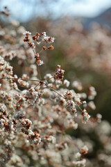 Close Upclose Photo Of California Native Plants And Weeds