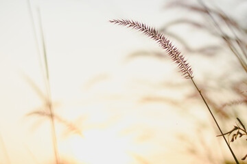 Obraz premium view of tall grass with pinkish-purple feathery plumes, likely a type of ornamental grass,backlit by the sun.The sunlight creates a warm, golden glow,illuminating the grass and creating a soft