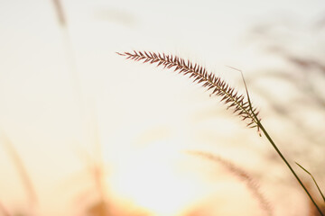 view of tall grass with pinkish-purple feathery plumes, likely a type of ornamental grass,backlit by the sun.The sunlight creates a warm, golden glow,illuminating the grass and creating a soft