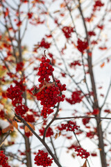Bunches of mountain ash on branches under the snow. Red and white background.