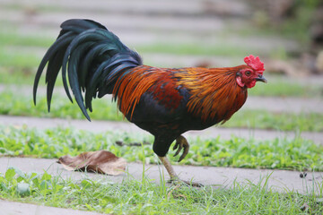 Chicken walking in the farm