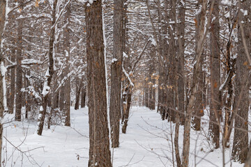Trees and park during Winter season
