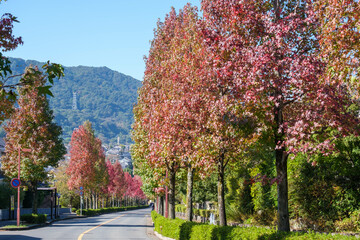 紅葉の並木路