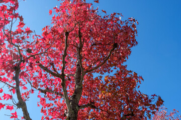 紅葉の並木路