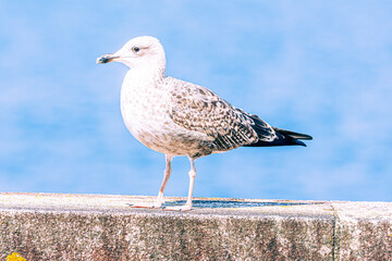seagull on a rock