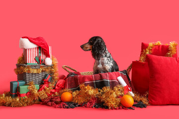 Cute cocker spaniel in basket with Christmas gifts, tinsel and oranges on red background