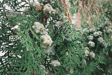 green female cones of Chinese thuja. Platycladus orientalis. Branch with new immature seeds in spring. Evergreen coniferous tree in cypress family Cupressaceae.