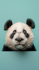 Naklejka premium Cute panda with expressive eyes and fluffy ears