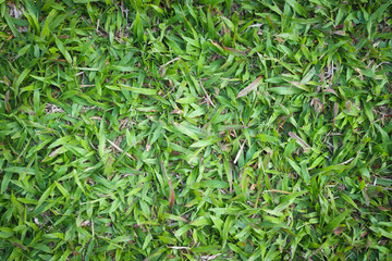 Green grass nature for background