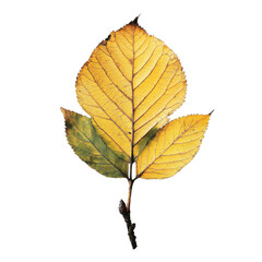 Fototapeta premium A beautiful autumn leaf showcasing vibrant yellow tones, highlighting nature's intricate patterns and the transition of seasons in a captivating way.