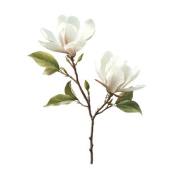 A beautiful branch of white magnolia flowers with lush green leaves, symbolizing purity and renewal. Perfect for nature-inspired designs.