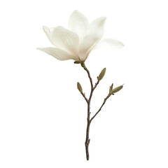Fototapeta premium A beautiful white magnolia flower in full bloom, showcasing its delicate petals and intricate details, perfect for nature and floral themed projects.