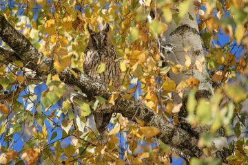 long-eared owl on the autumn birch