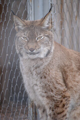 lynx on a rock