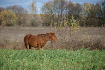 Naklejka premium horse in the meadow