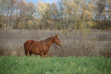 horse in the field